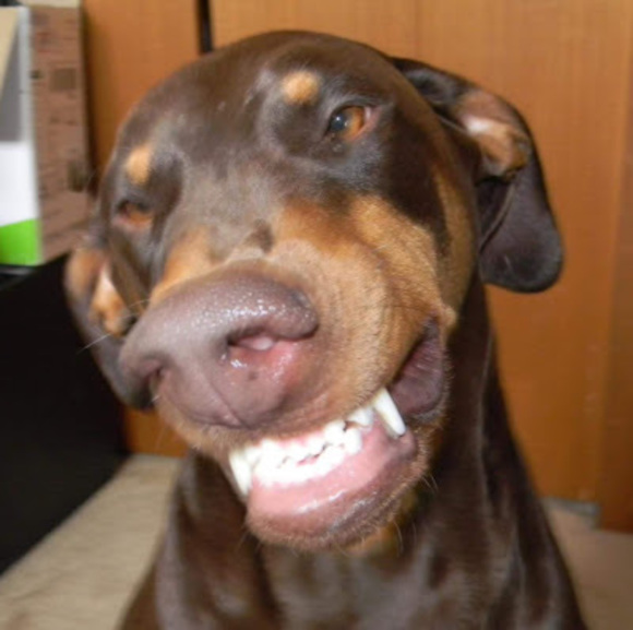 Meet your Posher, Rj - Picture 1 of 1